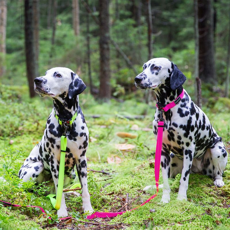 Rukka® Set: Bliss Neon Collar & Leash Collar size M + leash 200 cm / 20 mm