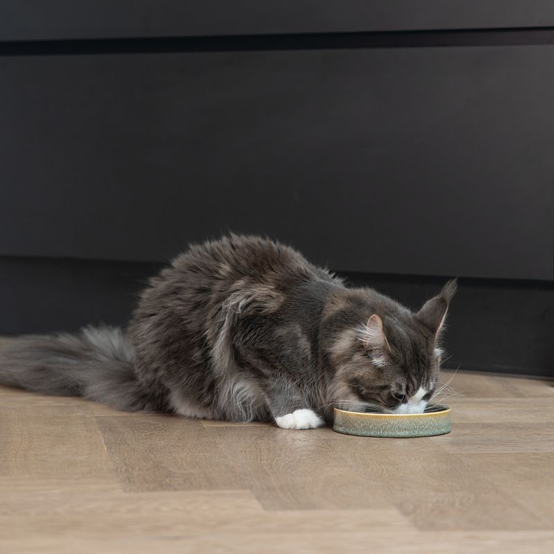Designed by Lotte Jace Ceramic Cat Bowl – Green 350ml, 15cm (diameter)