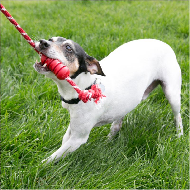 KONG Dental Dog Toy with Rope Size S: Approx. 49 x 3.7cm (L x W)