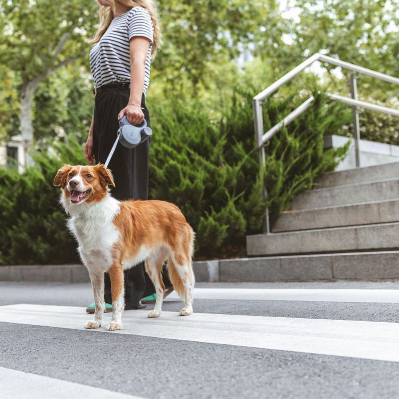 Nomad Tales Calma Retractable Lead Set - 8m 1 Set (Lead, Poo Bag Dispenser & Torch)