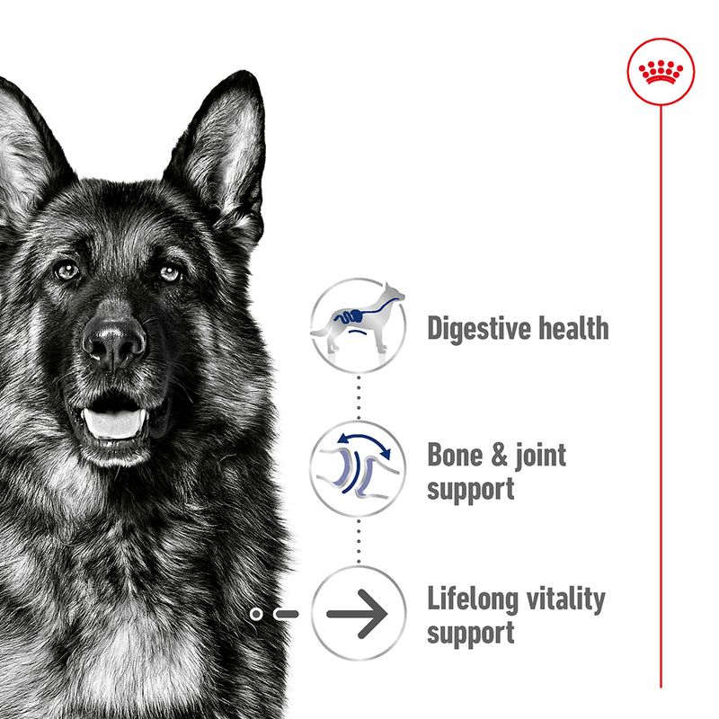Royal Canin Maxi Ageing 8+ 15kg
