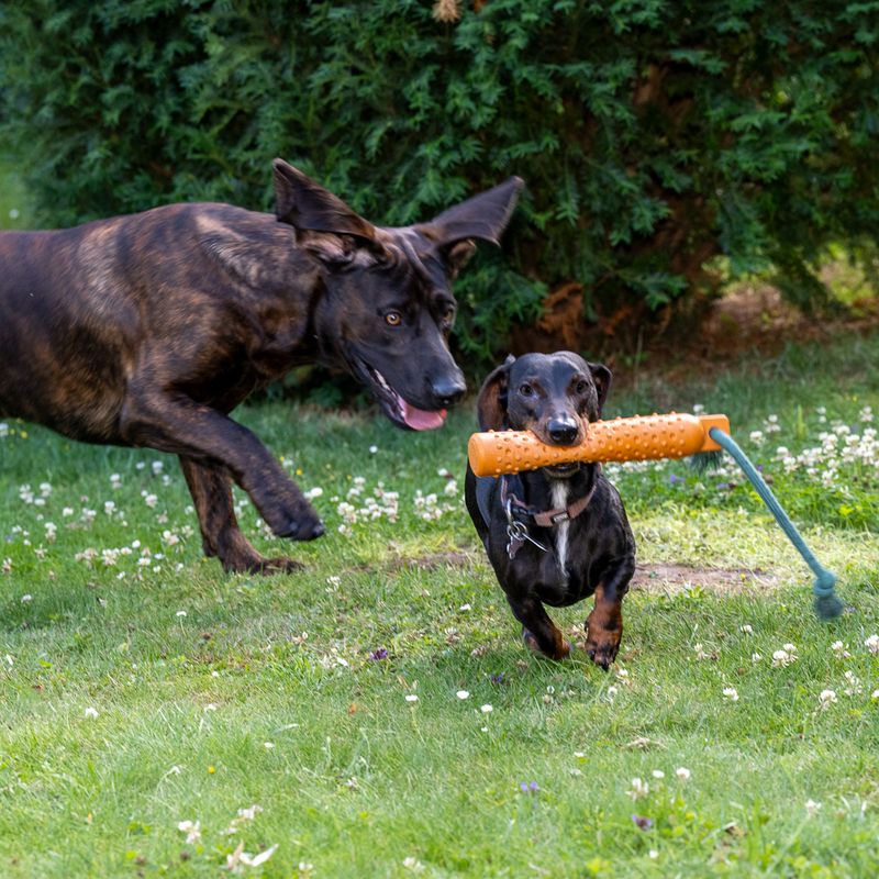 TIAKI Floating Fetch Toy with Rope diameter 4.5 x 27.5 cm