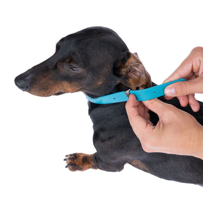 TIAKI water-repellent PVC collar, blue Size S: 24-36 cm neck circumference