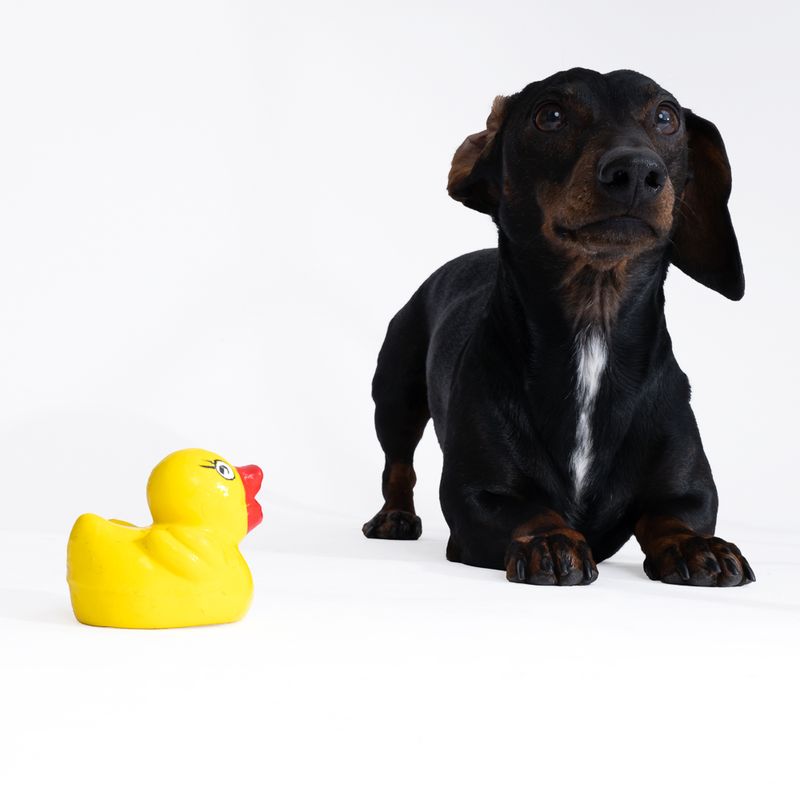 zooplus Basics Duck Latex Dog Toy 7.5 x 6 x 6 cm (L x W x H)