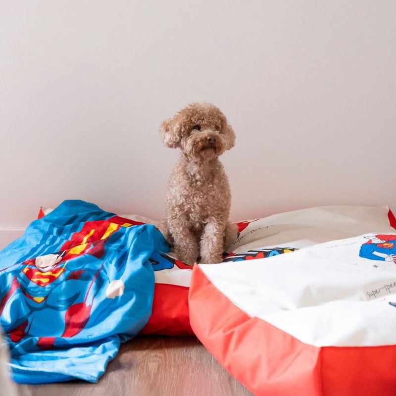 Warner Bros™ DC Superman Pet Blanket 100 x 70 cm (L x W)