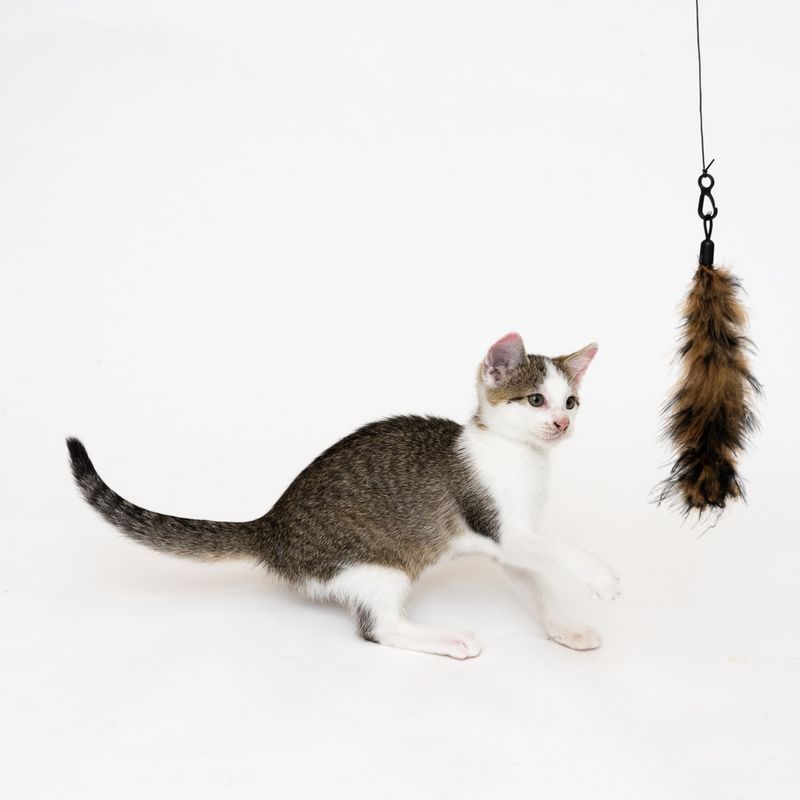 XXL 3-in-1 Cat Dangler Toy 1 Toy