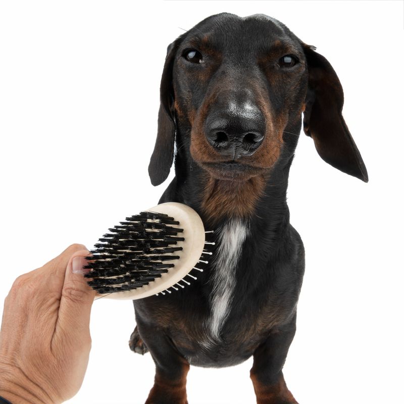 Double-sided Oval Brush 22 x 6cm (L x W)