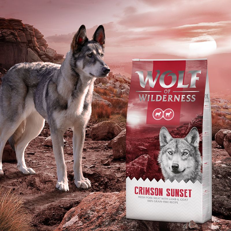 Wolf of Wilderness Adult \