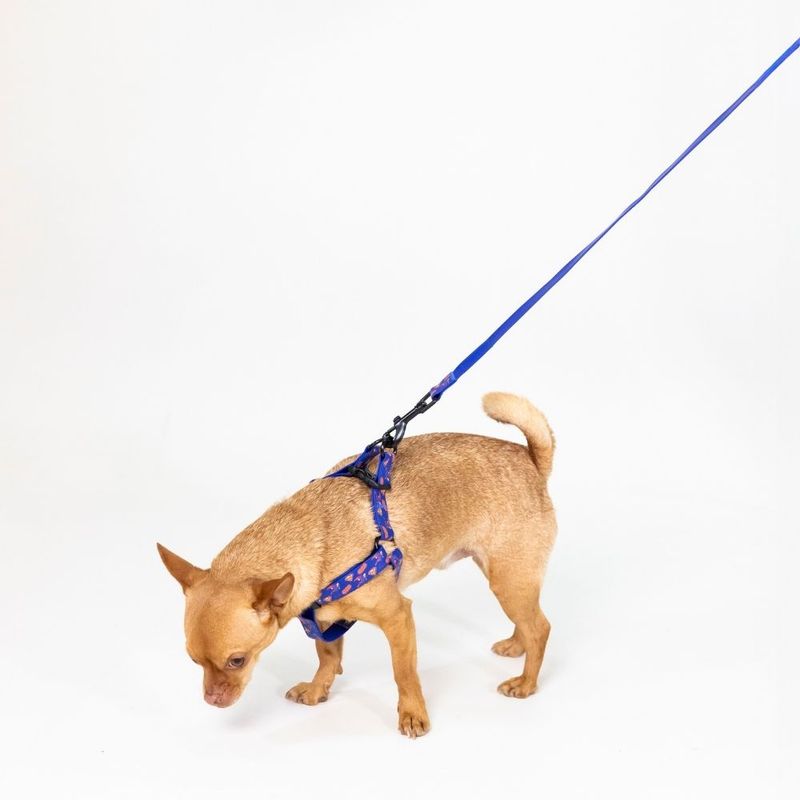 DC Superman Harness - Blue Size S: Chest Circumference 39 - 51 cm