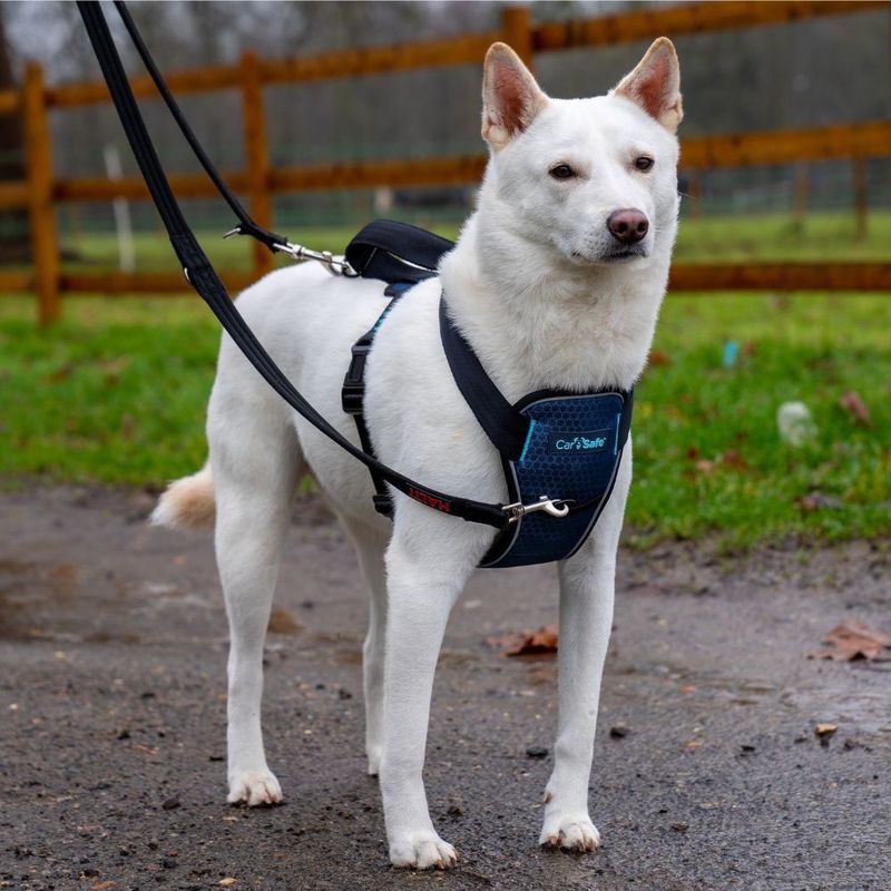 CarSafe Crash-Tested Car Harness for Dogs Size XS: 40 - 50cm chest circumference