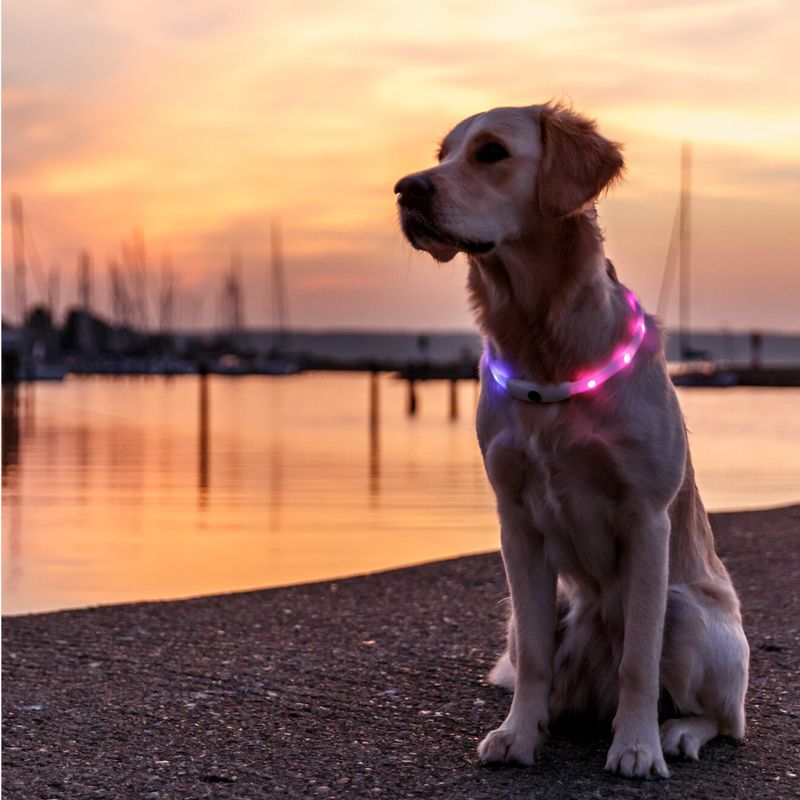 Trixie Flash Light Ring USB Silicone Size XS - XL: 65cm Neck Circumference, 16mm Wide