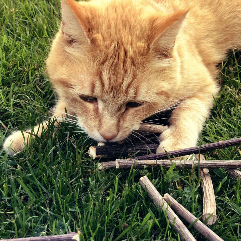 Aumüller Silver Vine Cat Sticks 1 Set (10 Sticks)