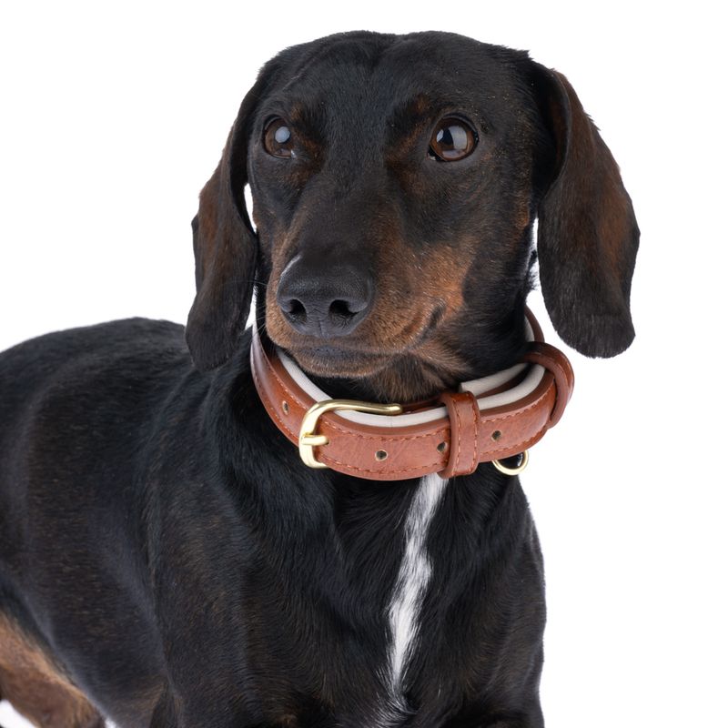TIAKI Padded Collar - Brown Extra Small: approx. 25 - 31cm (Neck Circumference)