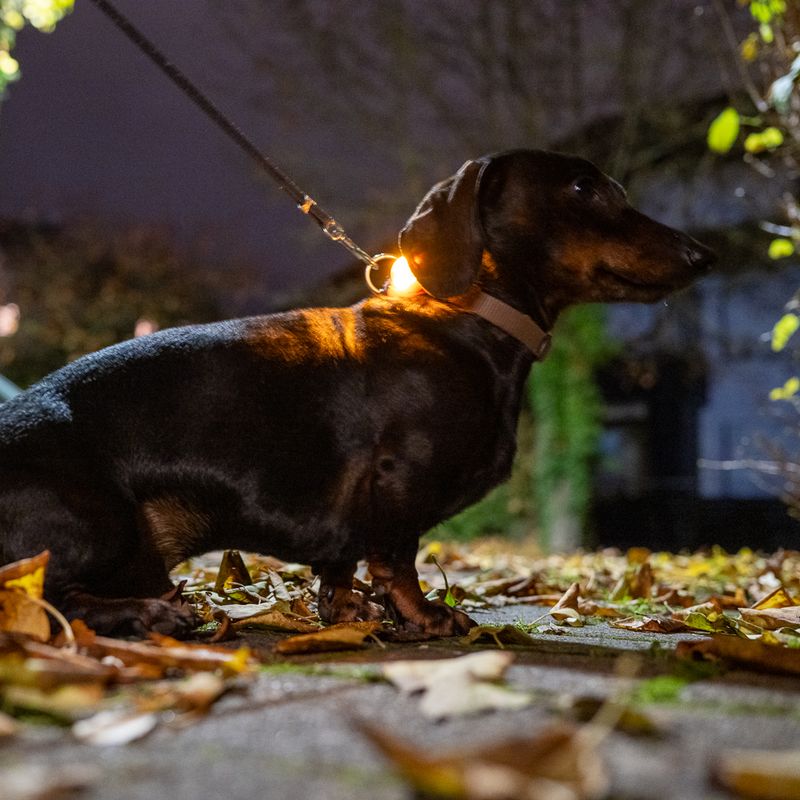 TIAKI LED Lighthouse Light for Collar - Orange Orange