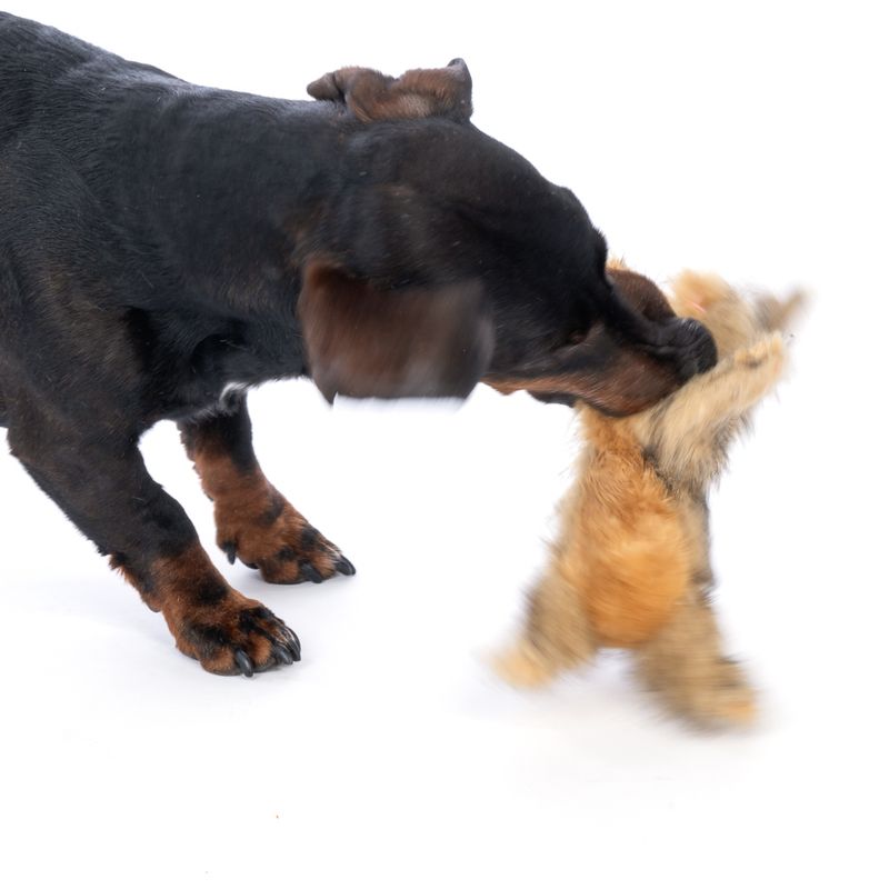 TIAKI Wild Rabbit Plush Dog Toy 20 x 7 x 12 cm (L x W x H)