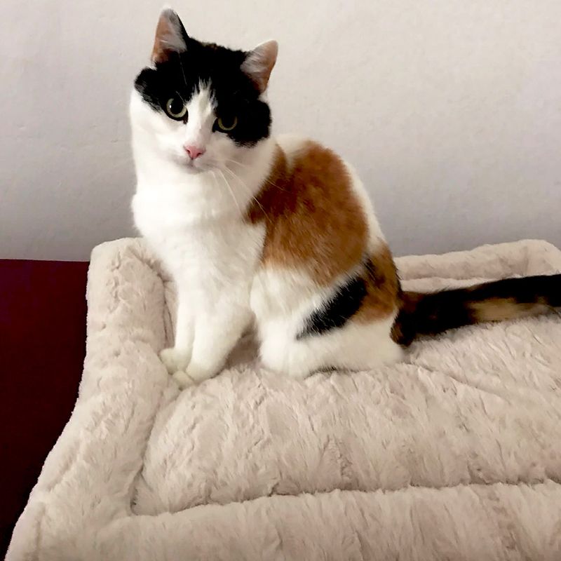 Self Heating Bed cushion L 65 x W x H 50 x 6 cm