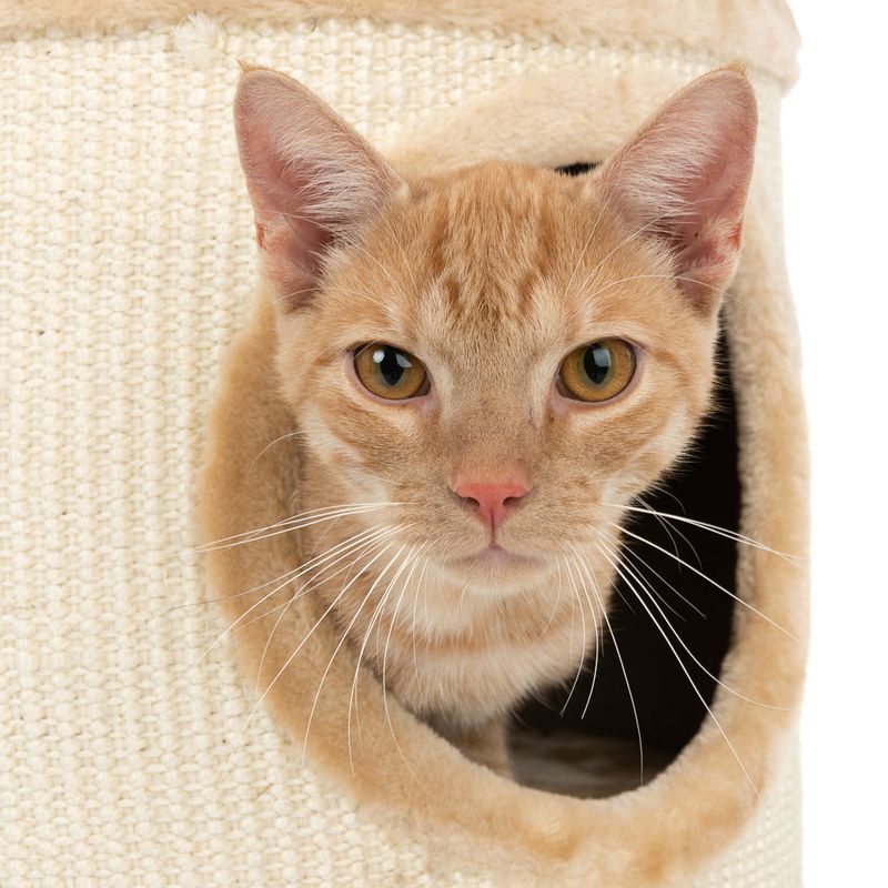 Diogenes Scratching Barrel - L Beige