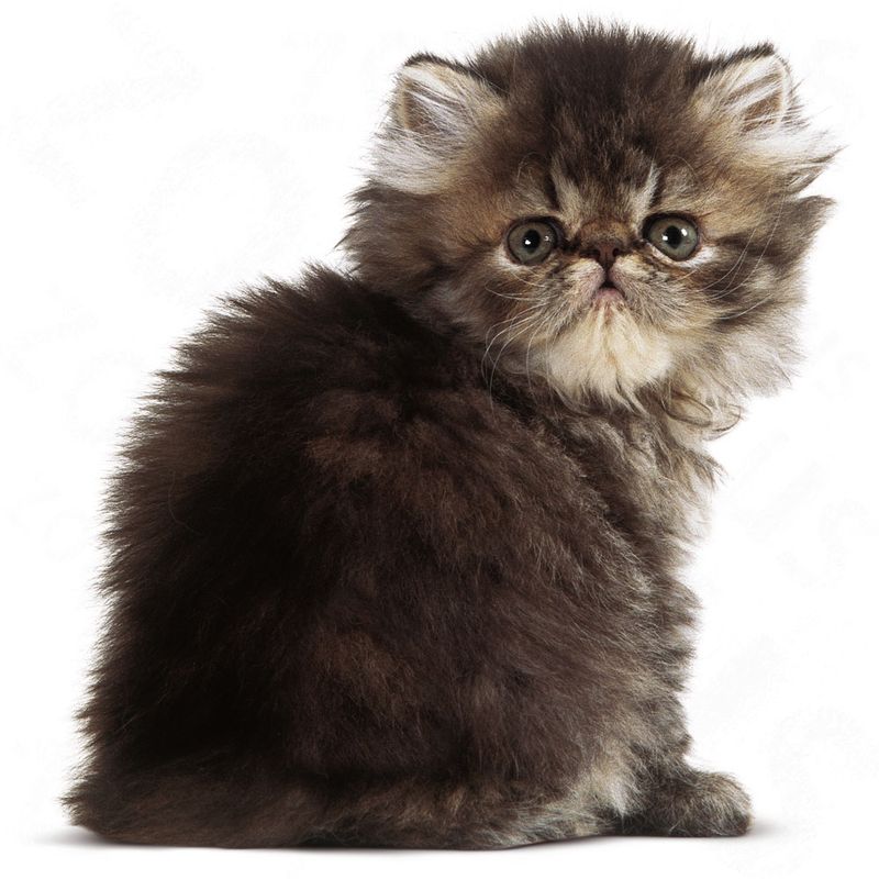 Royal Canin Persian Kitten 4kg