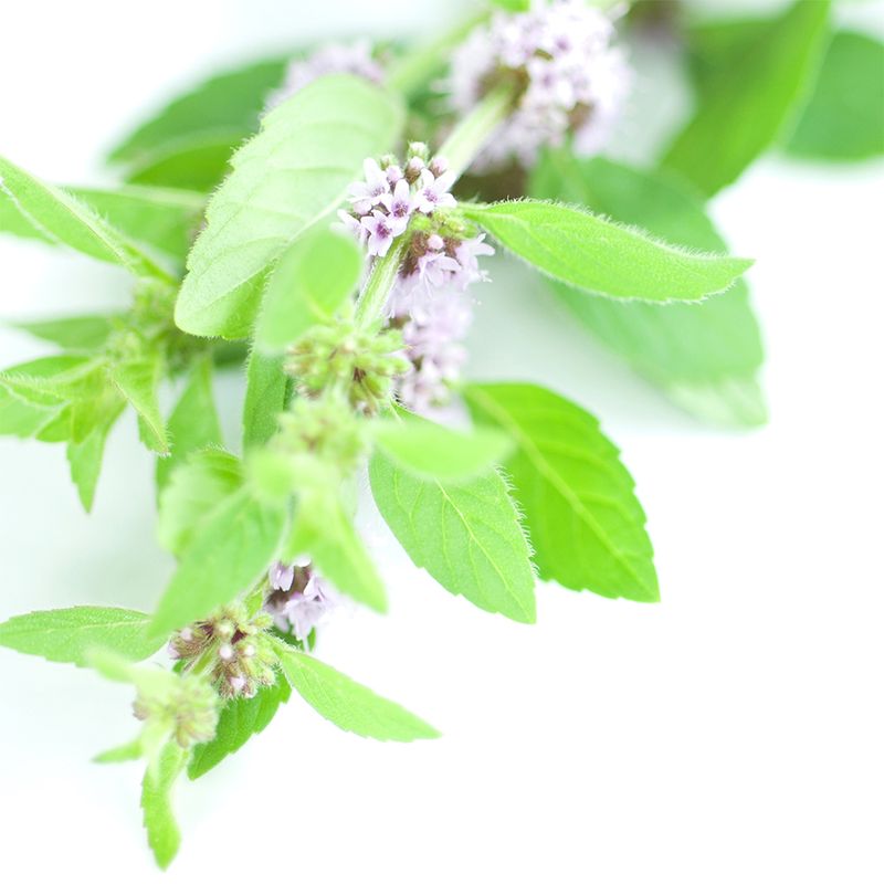 Vet’s Best® Clean Teeth Cleaning Pads 50 Pads