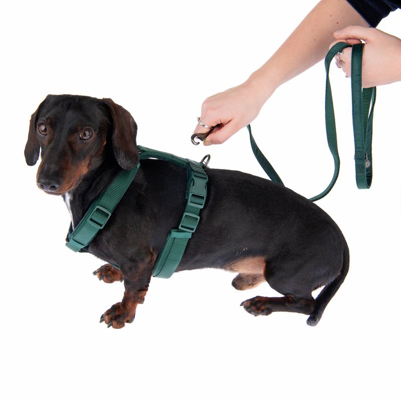 Nomad Tales Blush Harness - Emerald Size XS: 34 - 49 cm chest circumference, W 15 mm