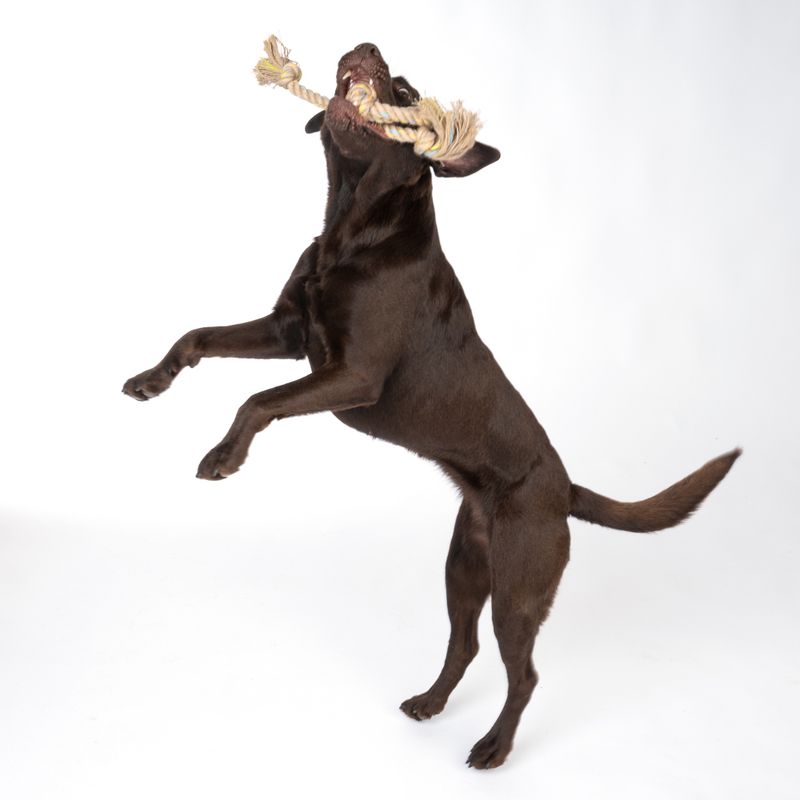 Modern Living Menorca Knot with Loop Rope Toy approx. 40 x 6 x 6 cm (L x W x H)