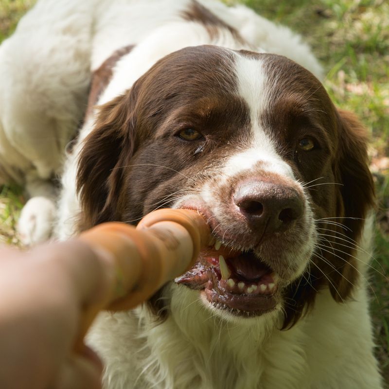 beeztees Sumo Fit Stick Dog Toy 1 Toy