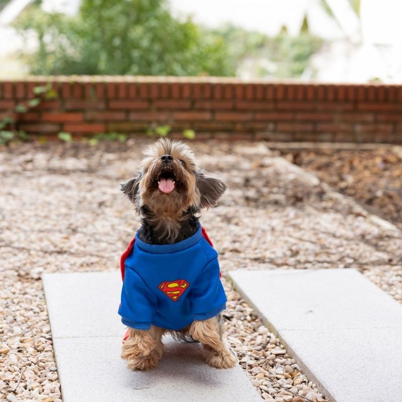 Warner Bros™ DC Superman Dog Costume Size S/M: 35cm Back Length