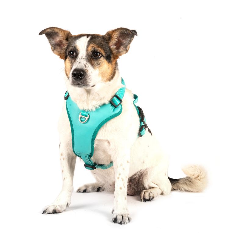 Max & Molly Sports Harness Matrix 2.0 - Turquoise Size S: 44 - 55cm Chest Circumference