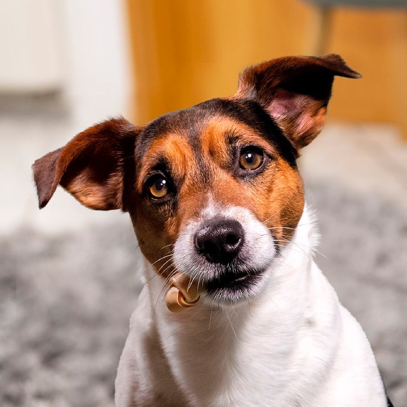 SmartBones Chew Snacks with Chicken for Small Dogs 18 Bones