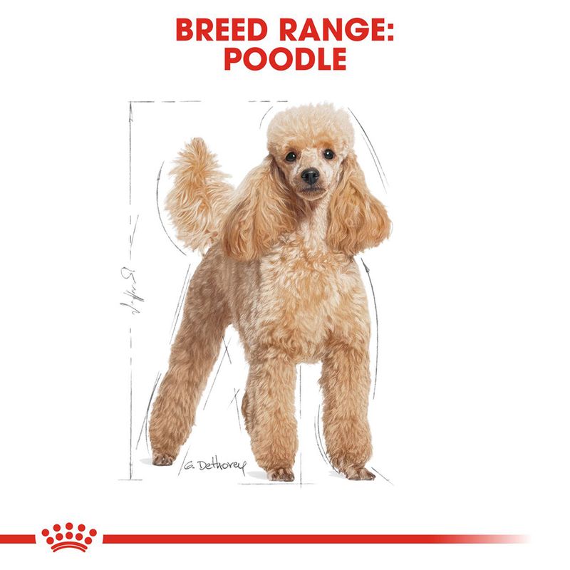 Royal Canin Poodle Adult Loaf 12 x 85g