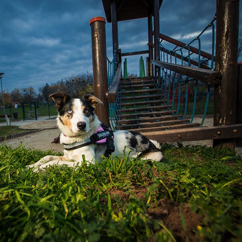 JULIUS-K9 IDC® Power Harness - Pink Size XS: Chest Circumference 40 - 53cm