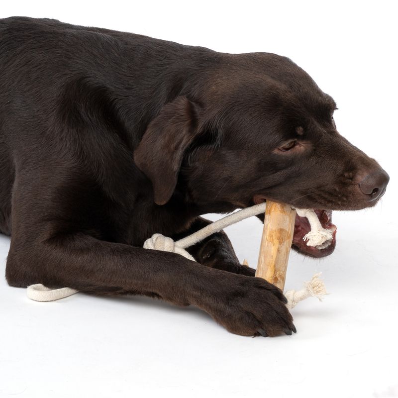 Modern Living Strasbourg Coffee Wood Dog Toy 1 Toy