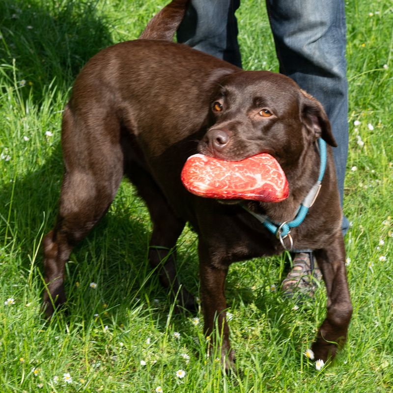 TIAKI Steak Dog Toy 1 Toy