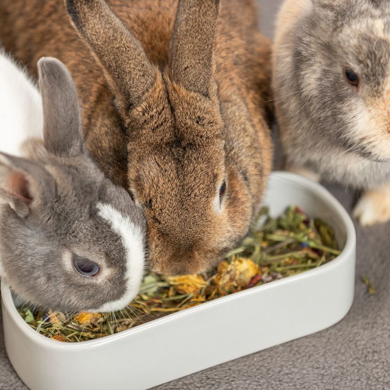 Trixie Ceramic Bowl for Small Animals - Oval 600ml