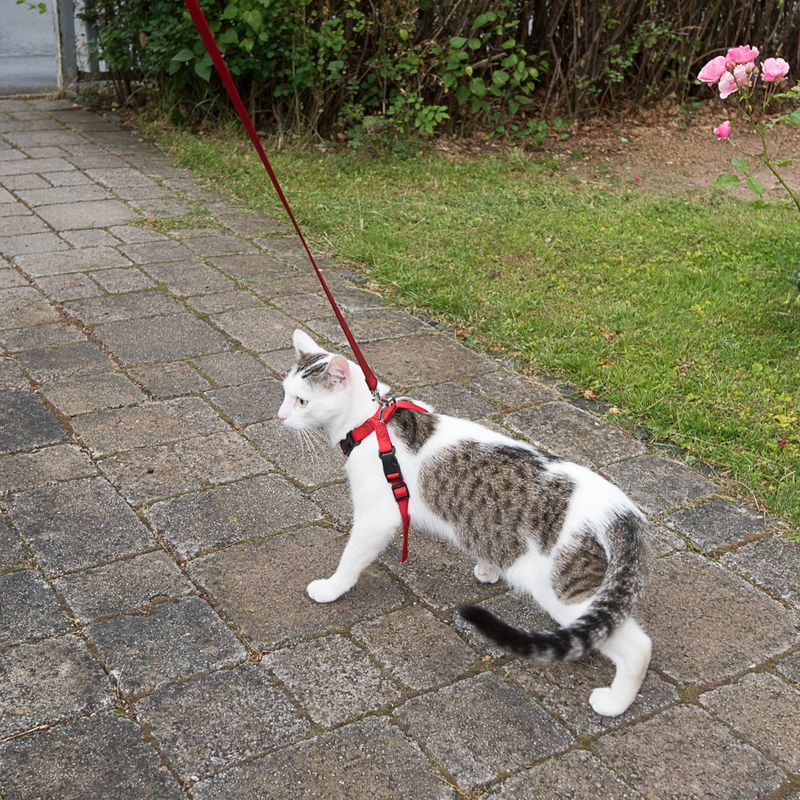 Trixie Cat Car Harness Red