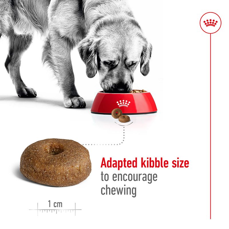 Royal Canin Maxi Ageing 8+ 15kg
