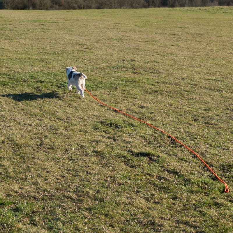 Heim Long Dog Training Lead - Orange 5m
