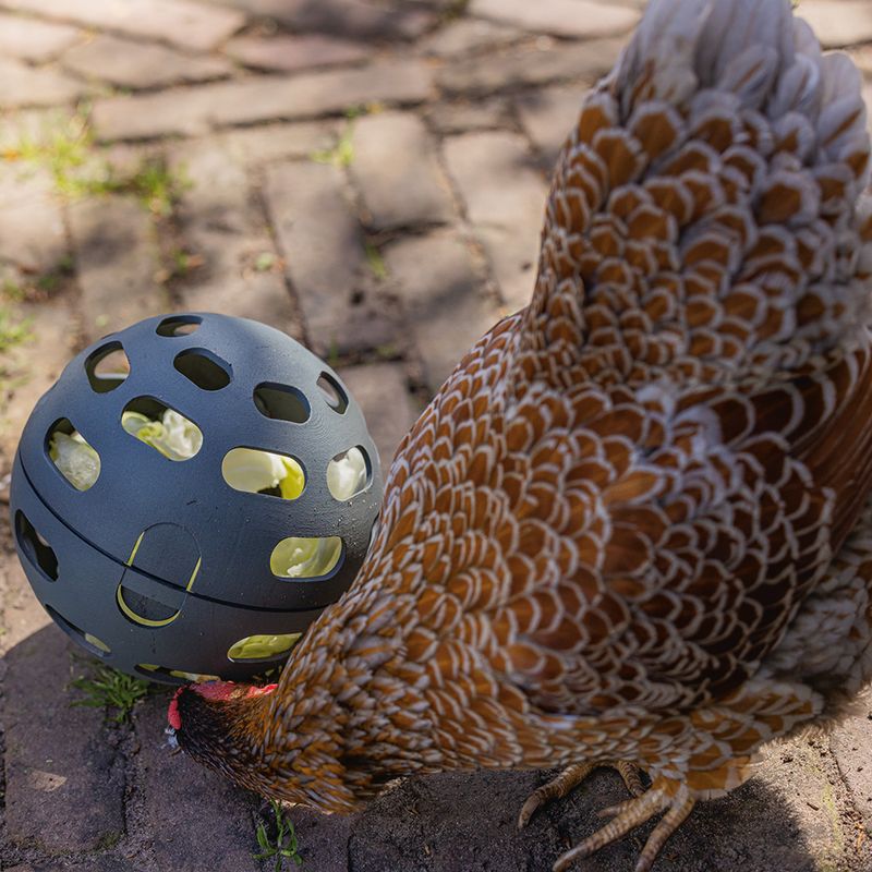 beeztees Snack Ball for Chickens 1 Ball