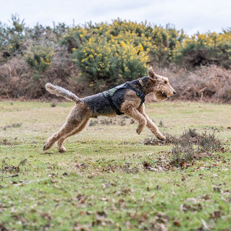 Rukka® Mission Harness – Olive Size L: 70 - 80cm chest circumference, W 25mm