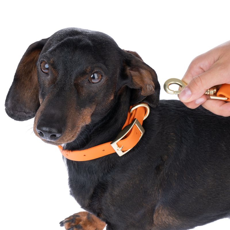 TIAKI Water-Repellent PVC Collar - Orange Size S: 24-36cm (Neck Circumference)