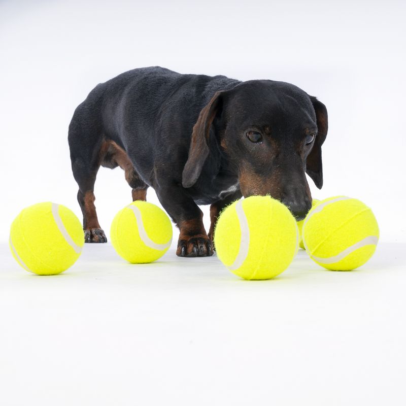 zooplus Basics Tennis Ball Set Set of 8