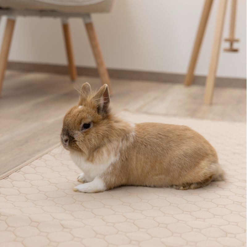 Kerbl Pet Washable Urine Pad - Brown 140 x 100cm (L x W)