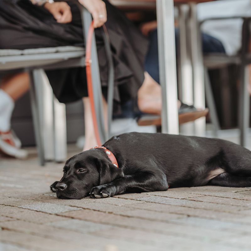 HUNTER Swiss Dog Collar Size 55