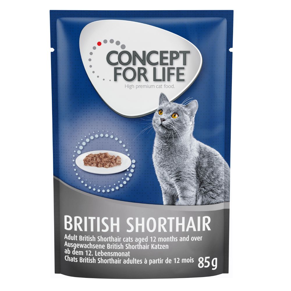 Concept for Life British Shorthair Adult - in Ragout 12 x 85g