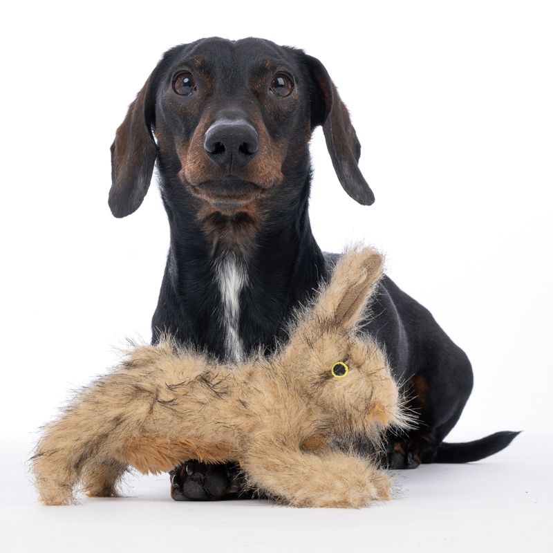 TIAKI Wild Rabbit Plush Dog Toy 20 x 7 x 12 cm (L x W x H)