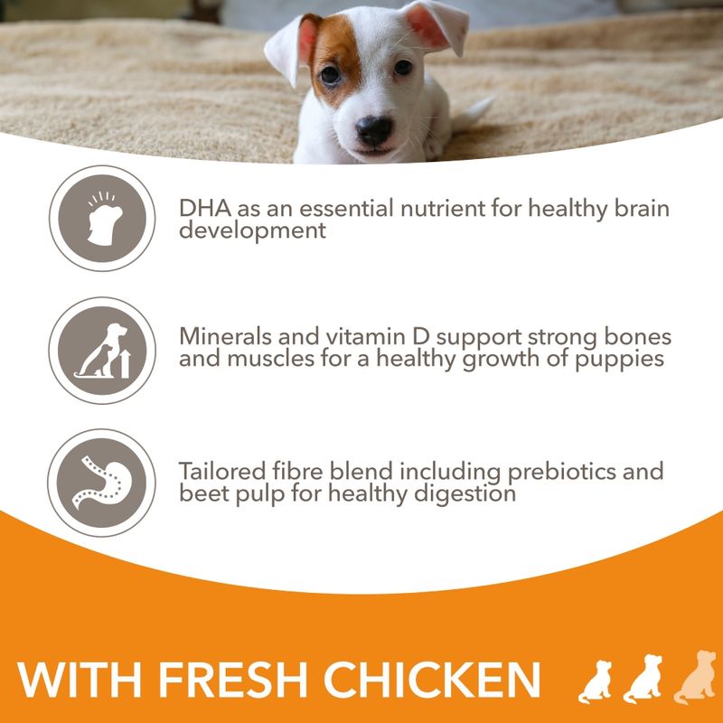 IAMS Advanced Nutrition Puppy & Junior Small & Medium Dog - Chicken 3kg