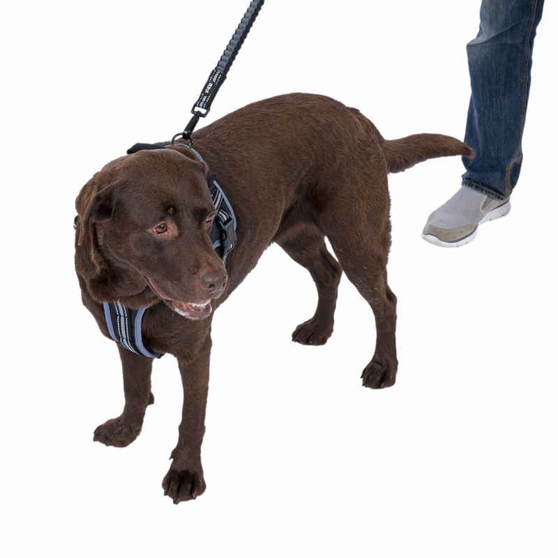 TIAKI Saddle Harness Small: approx. 40 - 50cm (Neck Circumference)