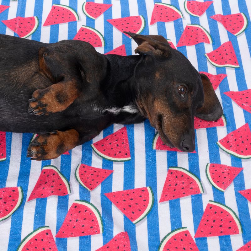 TIAKI Pet & Parent Beach Towel Lemon