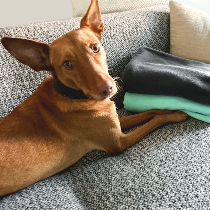 Nomad Tales FIR Tech Rehabilitation Dog Blanket Dark Grey