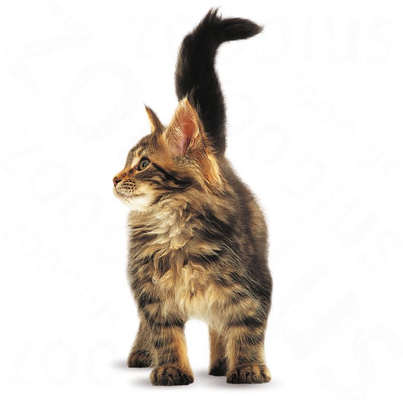 Royal Canin Maine Coon Kitten 4kg